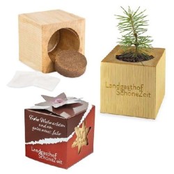 Pot cube bois mini avec graines d'épicéa en boite Star-Box - Epicéa